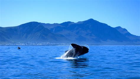 whales in hermanus season|Best time to see whales in Hermanus